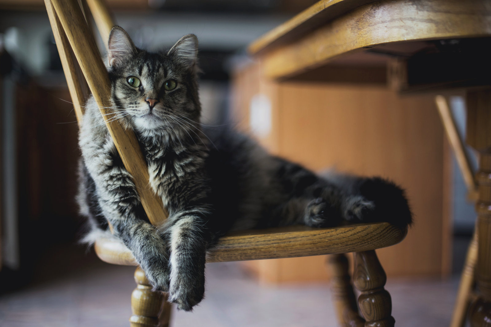 Grey tabby cat lying on the seat of a wooden chair