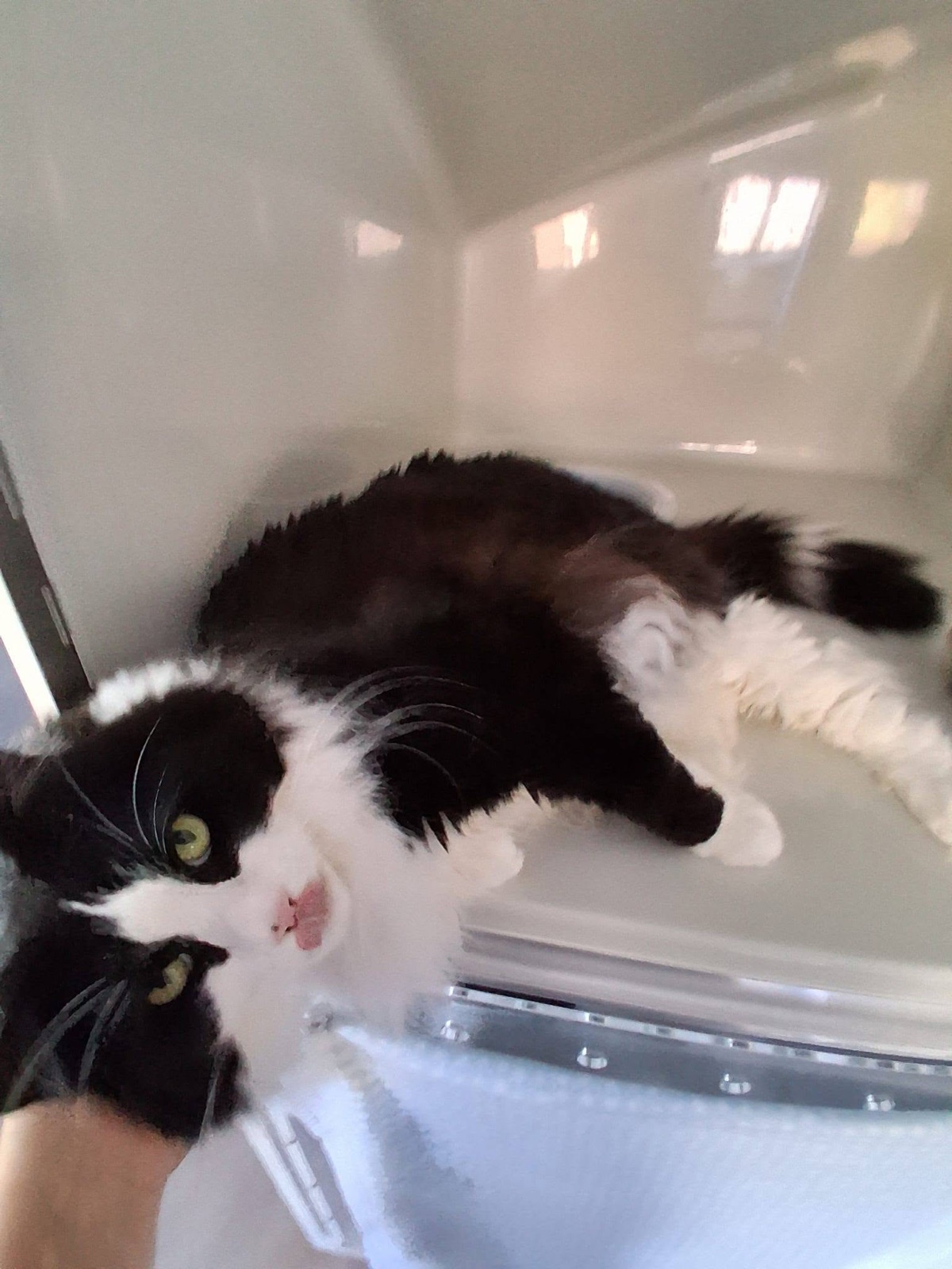 Black and white longhaired cat stretched out on its back in a cat condo