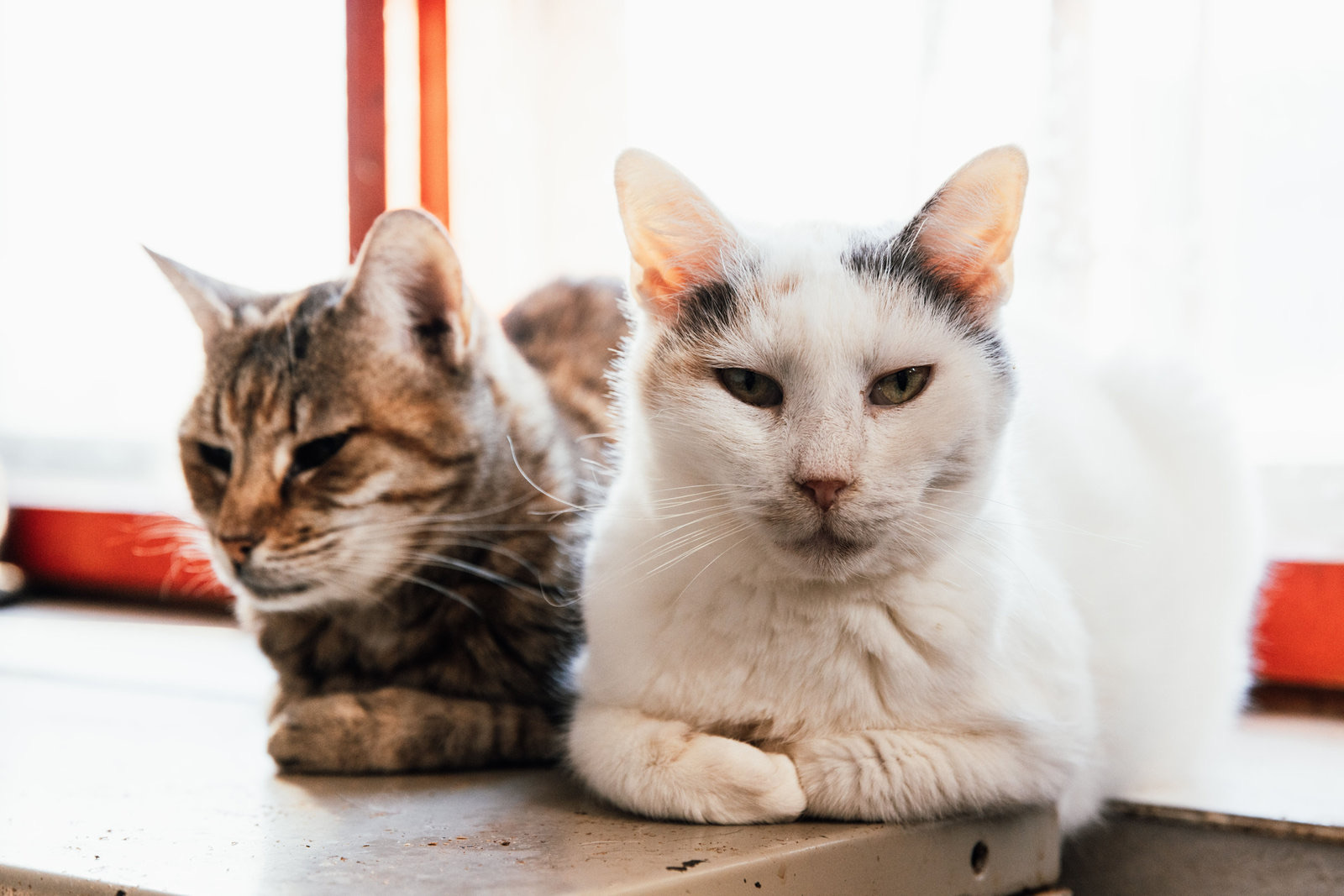 A tabby cat and a white cat sitting side by side on a windowsill