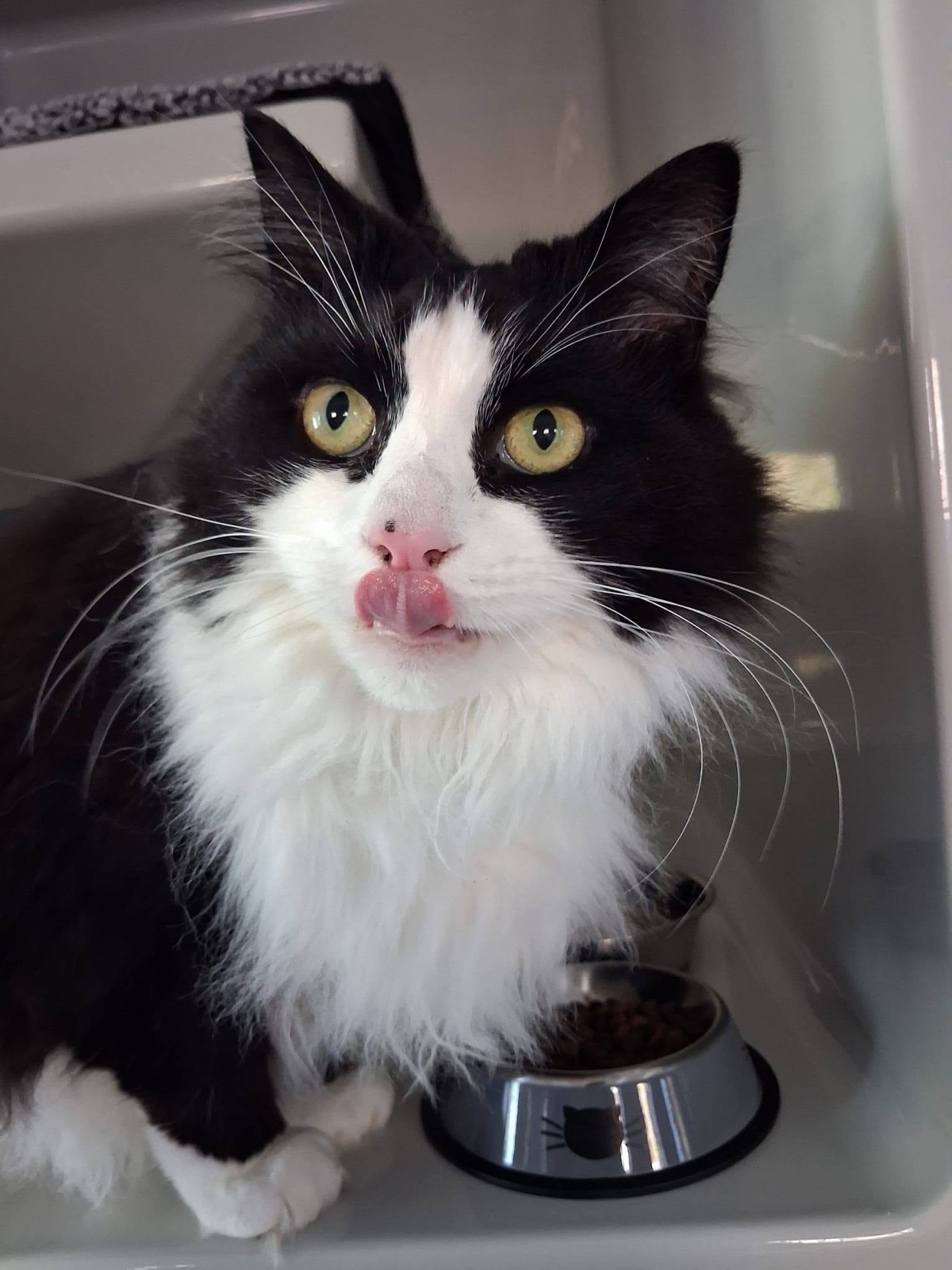 Black and white longhaired cat licking its nose beside a food bowl in a cat condo