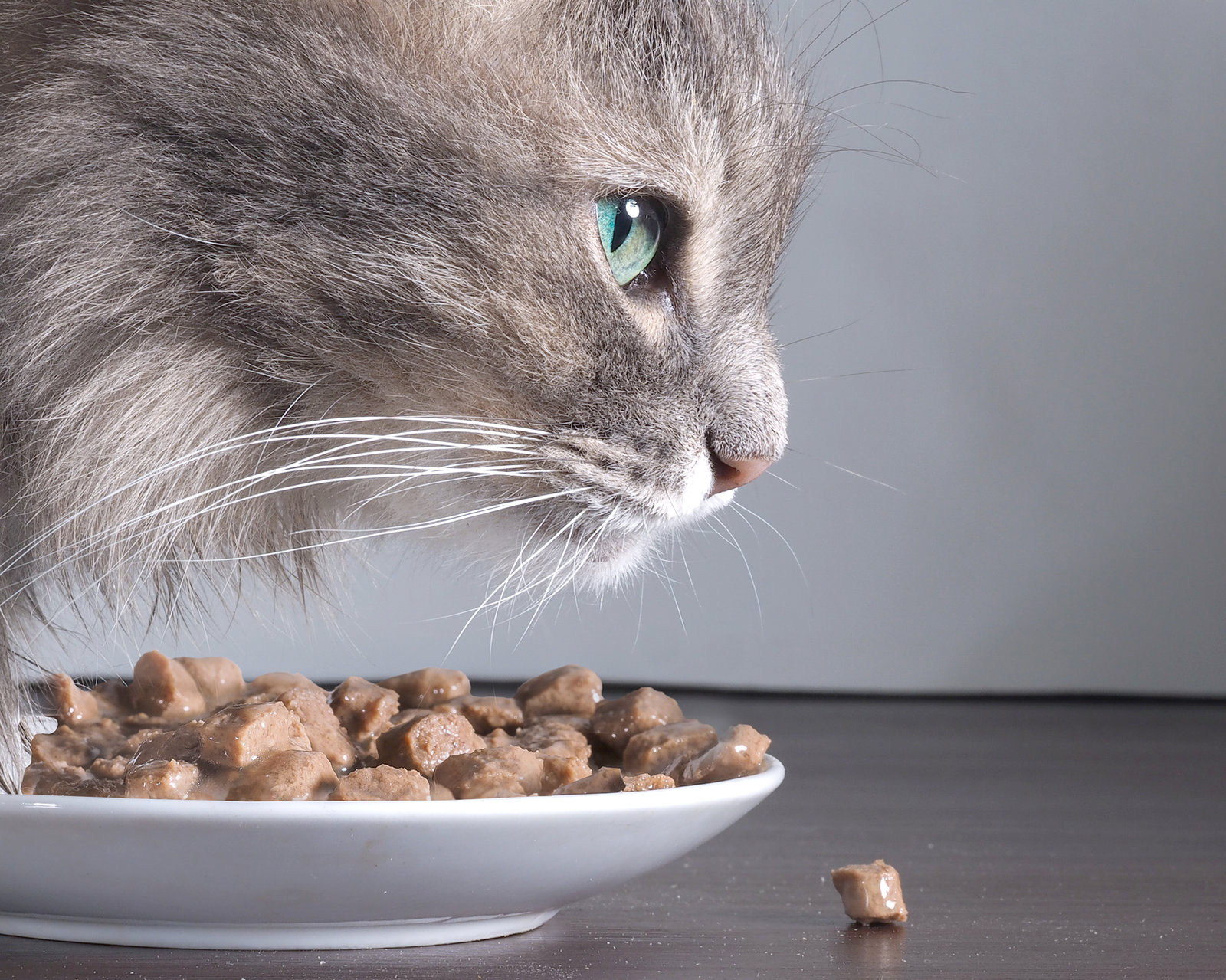 Grey longhaired cat eating dry food from a white bowl