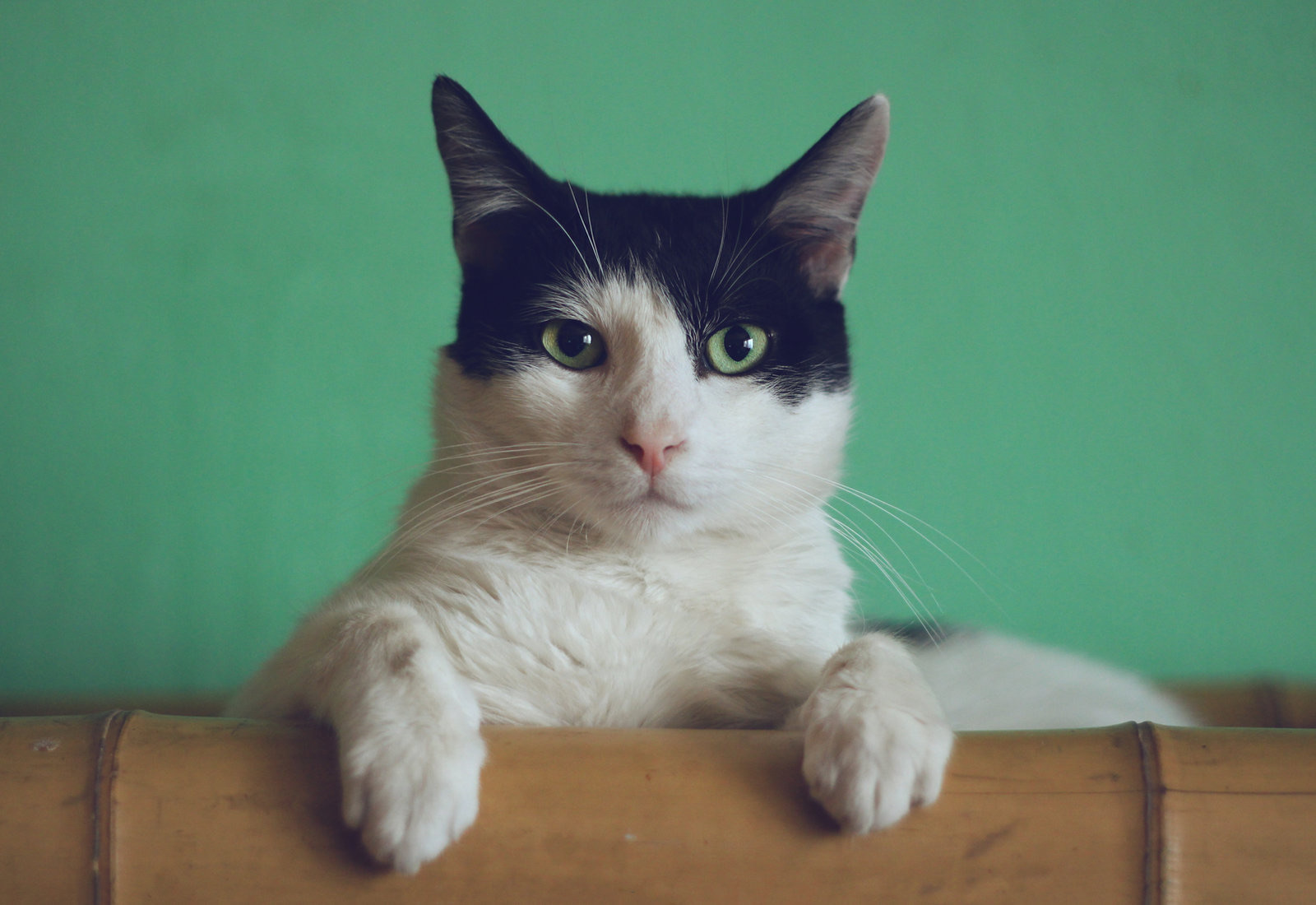 Black and white cat resting its front paws on a ledge in front of a green wall