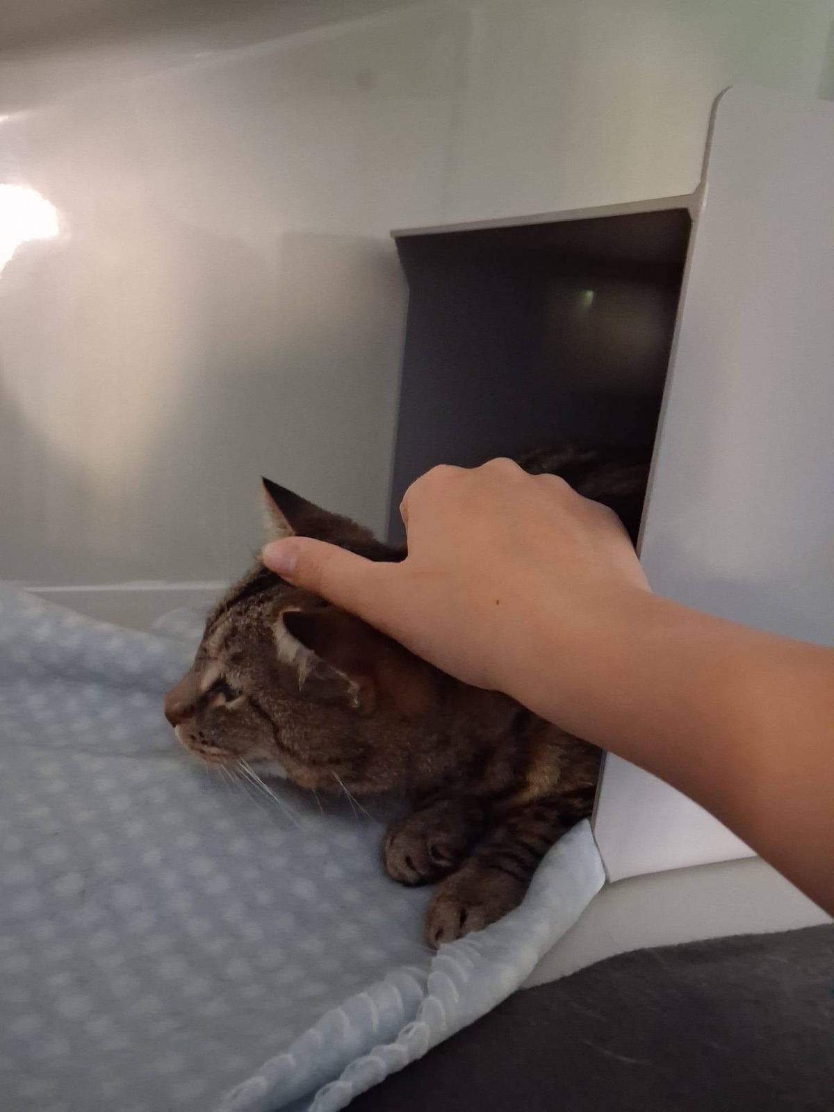 Tabby cat peeking out of its condo bed while a hand gently strokes its head