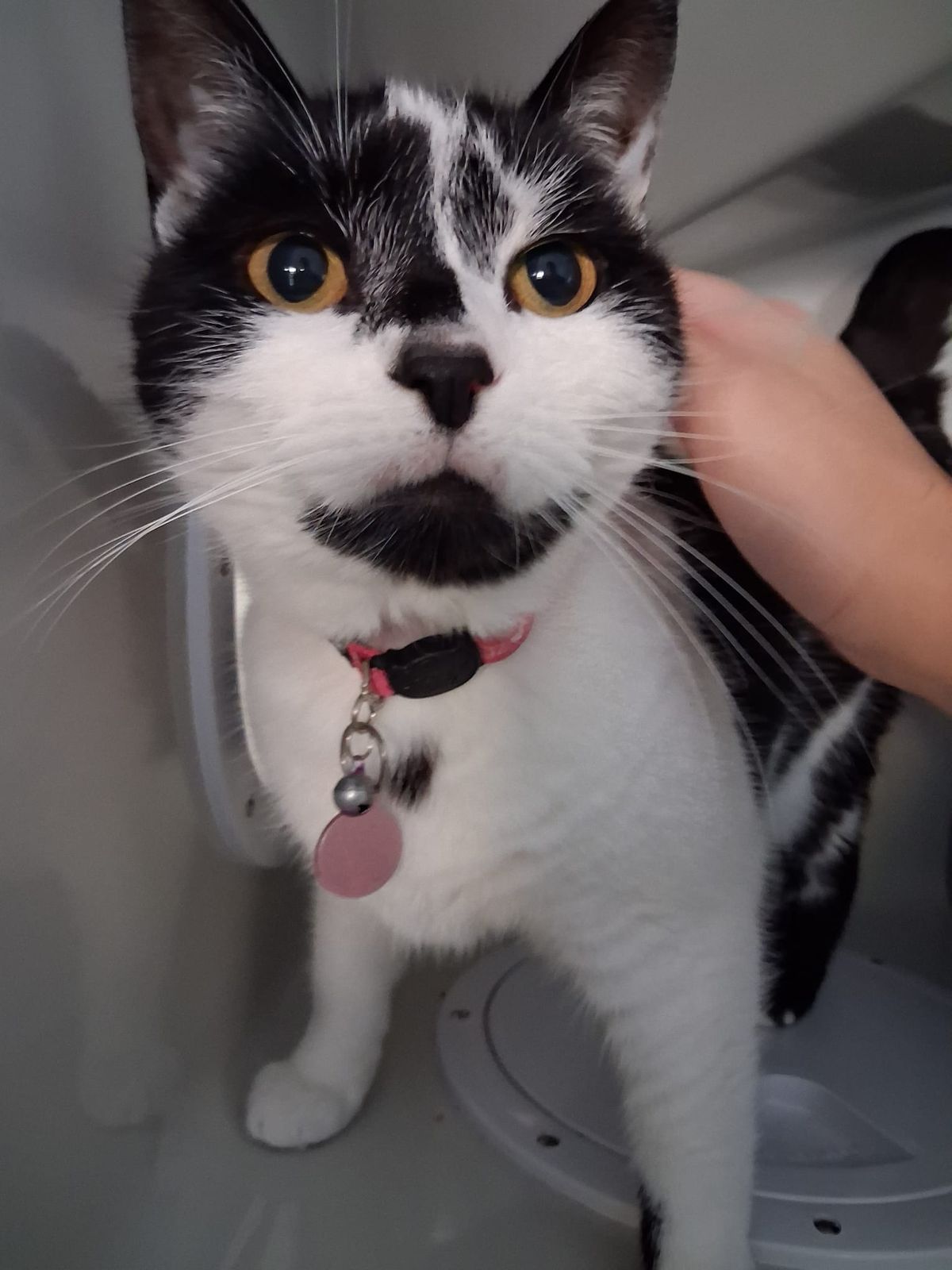 Black and white cat with a pink collar being gently held in a cat condo