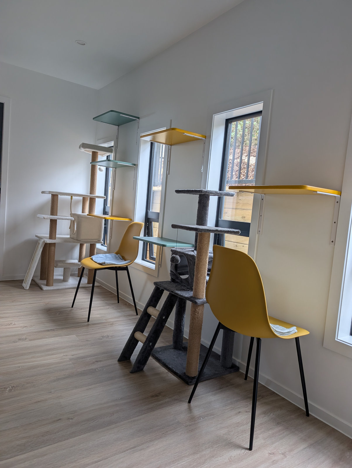 Bright playroom with cat trees, climbing shelves and chairs
