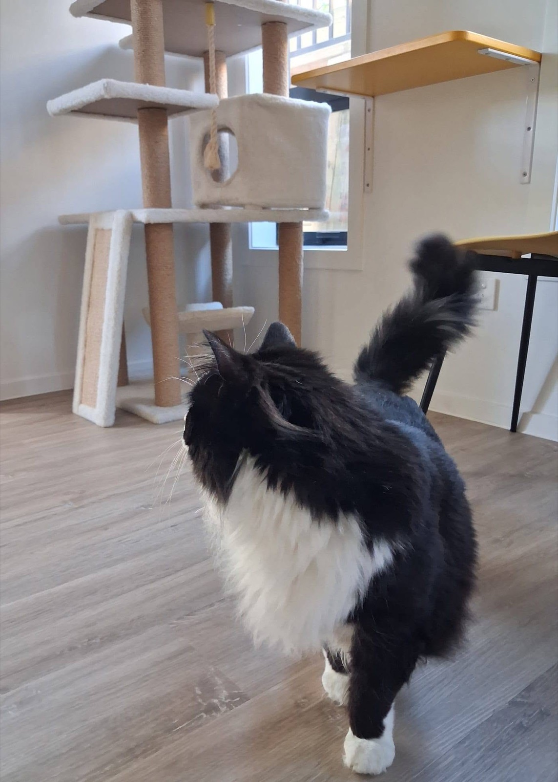 A guest cat in the playroom