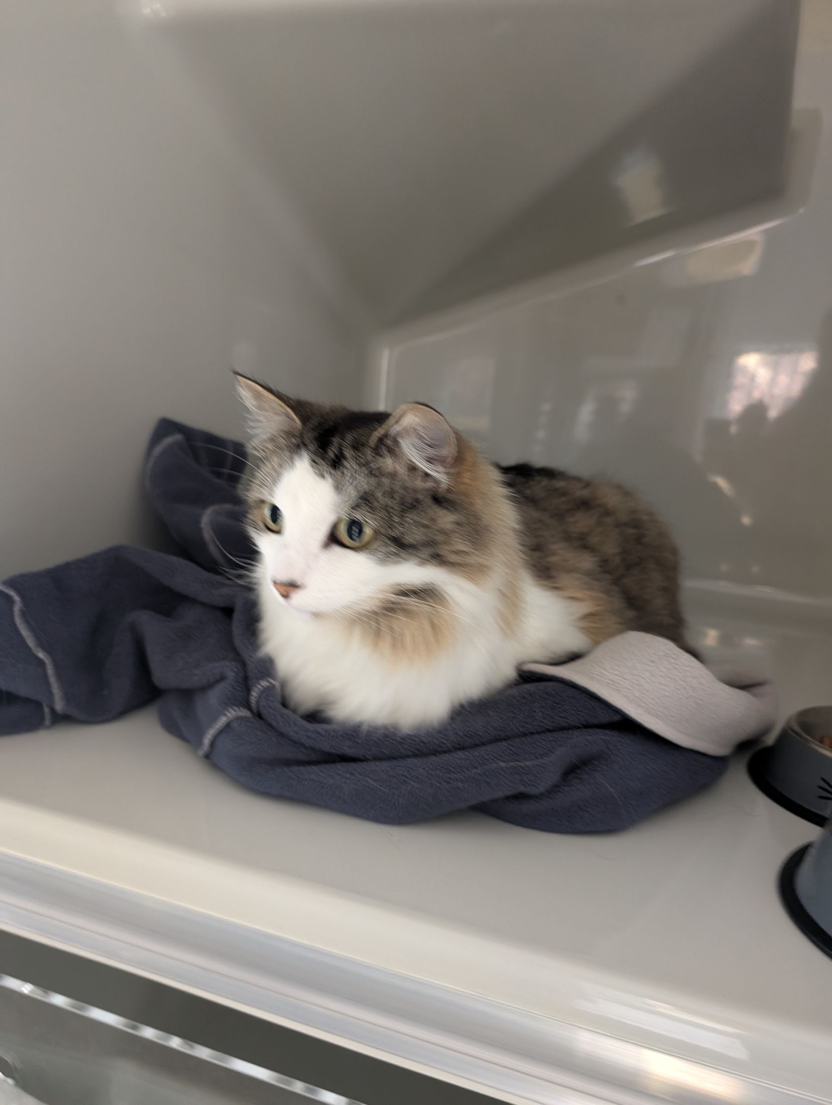 A guest cat relaxing on a soft blanket