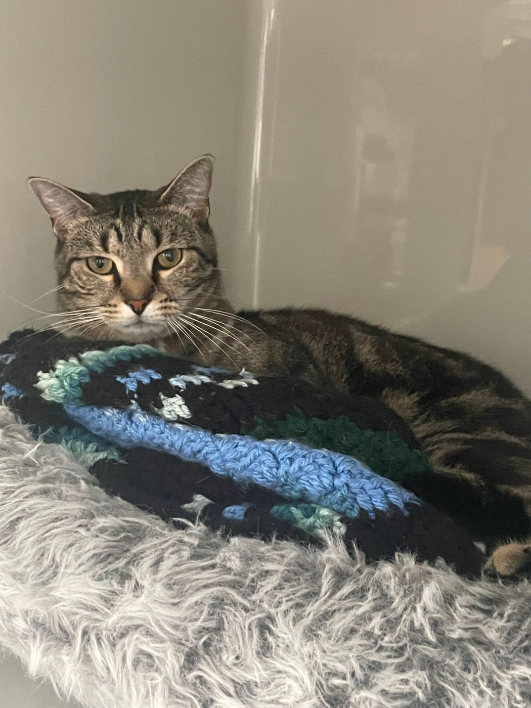 A guest cat on a cosy blanket
