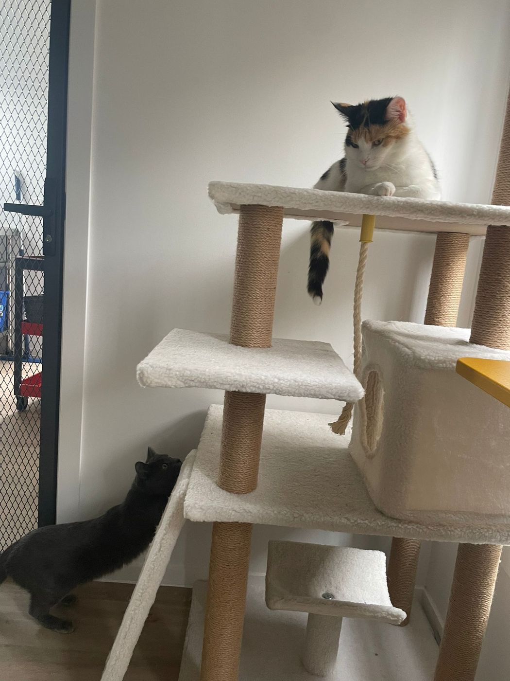 Cats relaxing in the play area