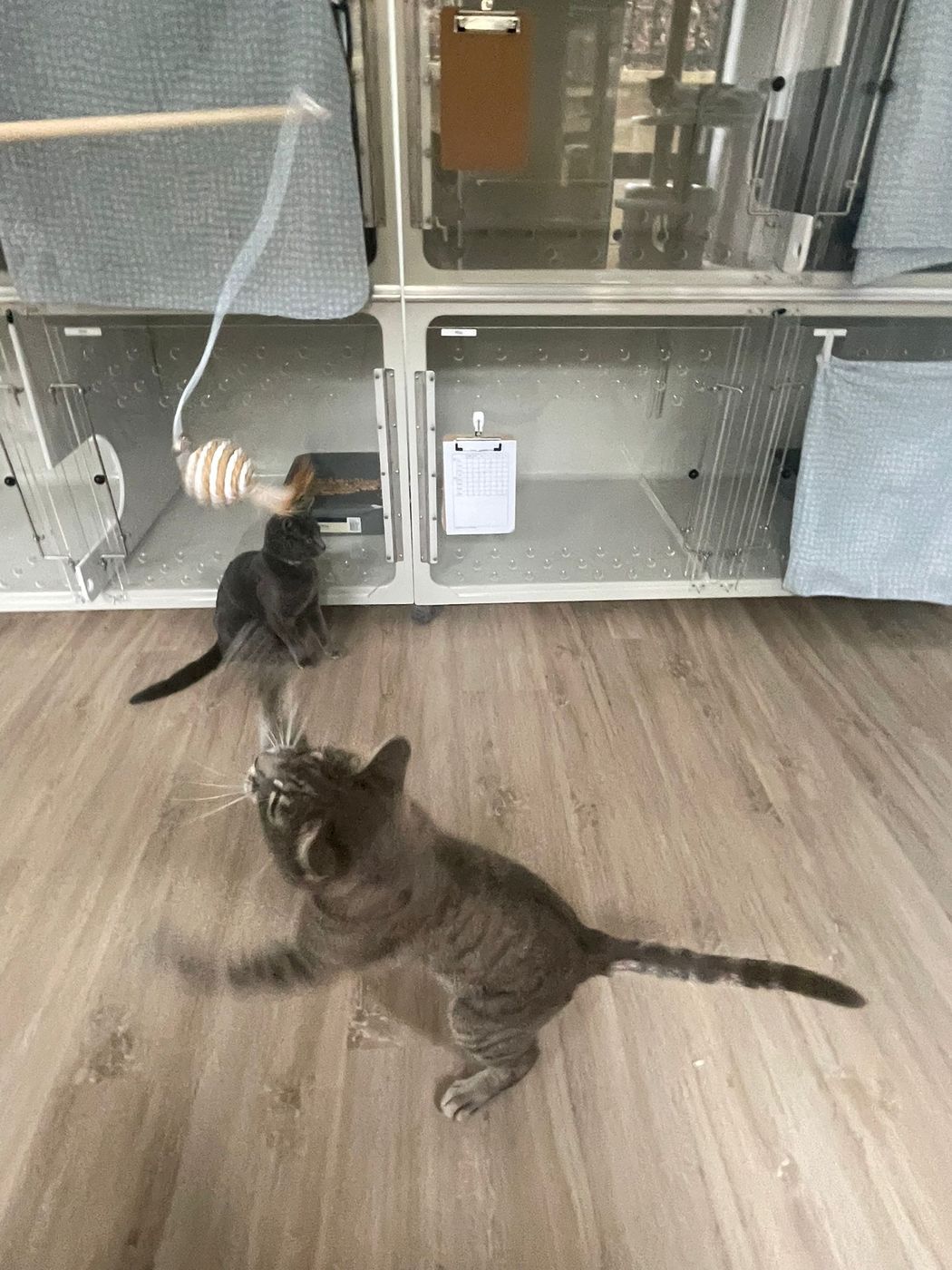 Main cat boarding area at Nelson Cat Hotel