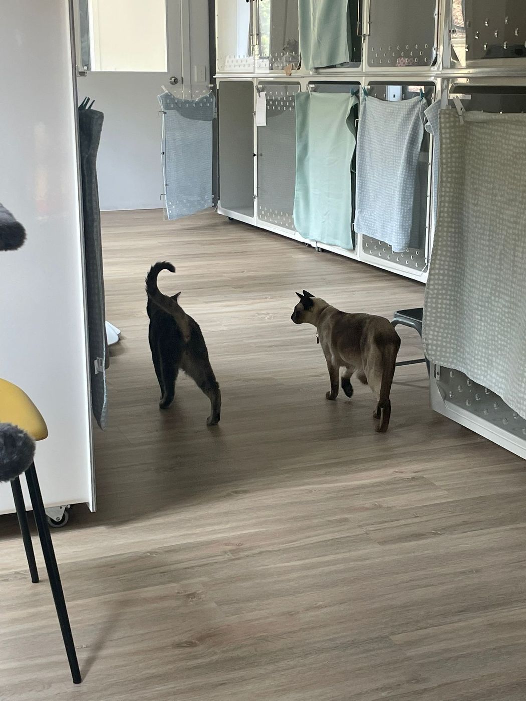 Two guests stretching their legs between the condos