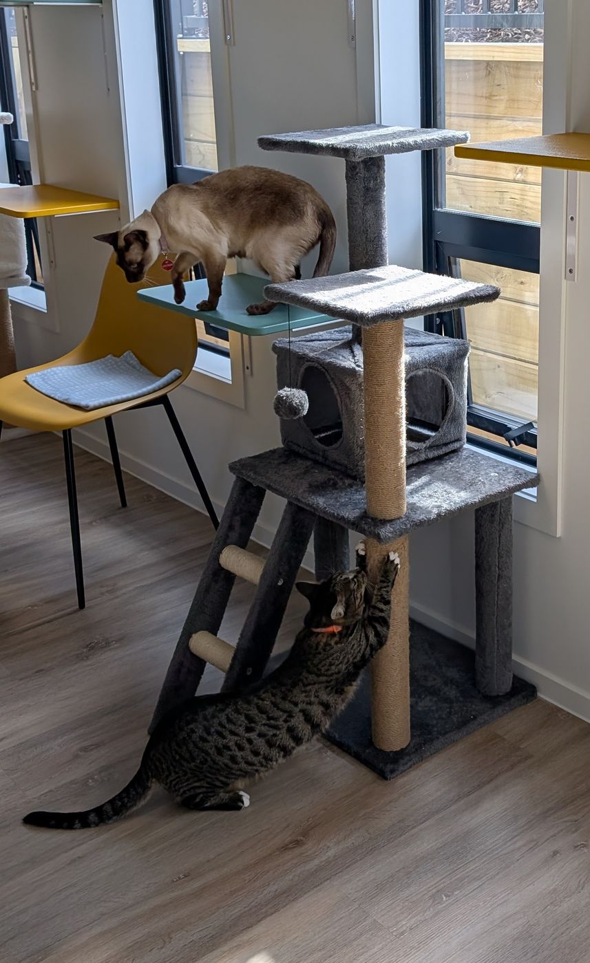The playroom at Nelson Cat Hotel